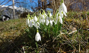 phän Frühling